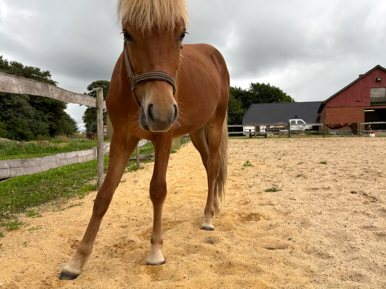 Billede 5 - Smuk islændervallak