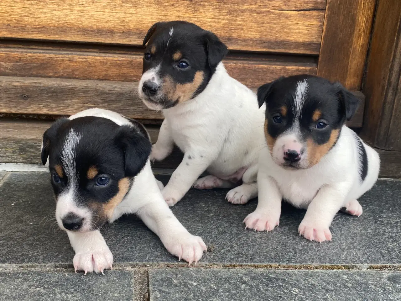 Billede 1 - Dansk-svensk gårdhund