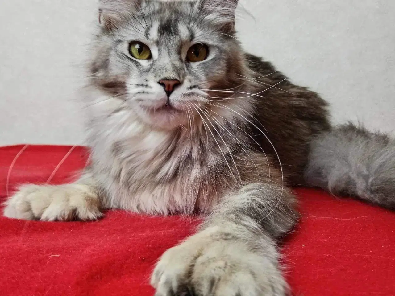 Billede 5 - Maine coon 