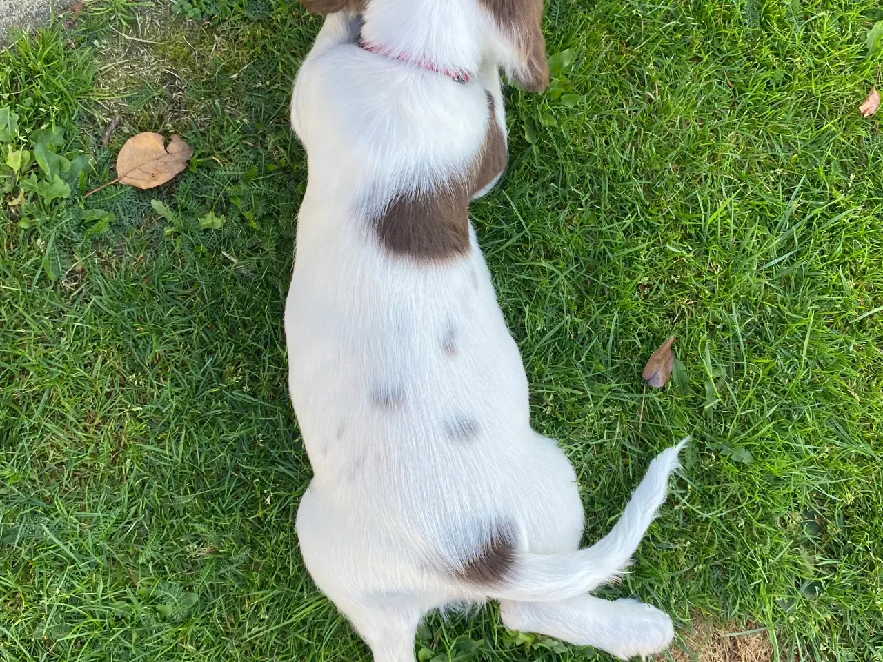 Billede 8 - FT Springer Spaniel - 4 hanner klar til nye hjem