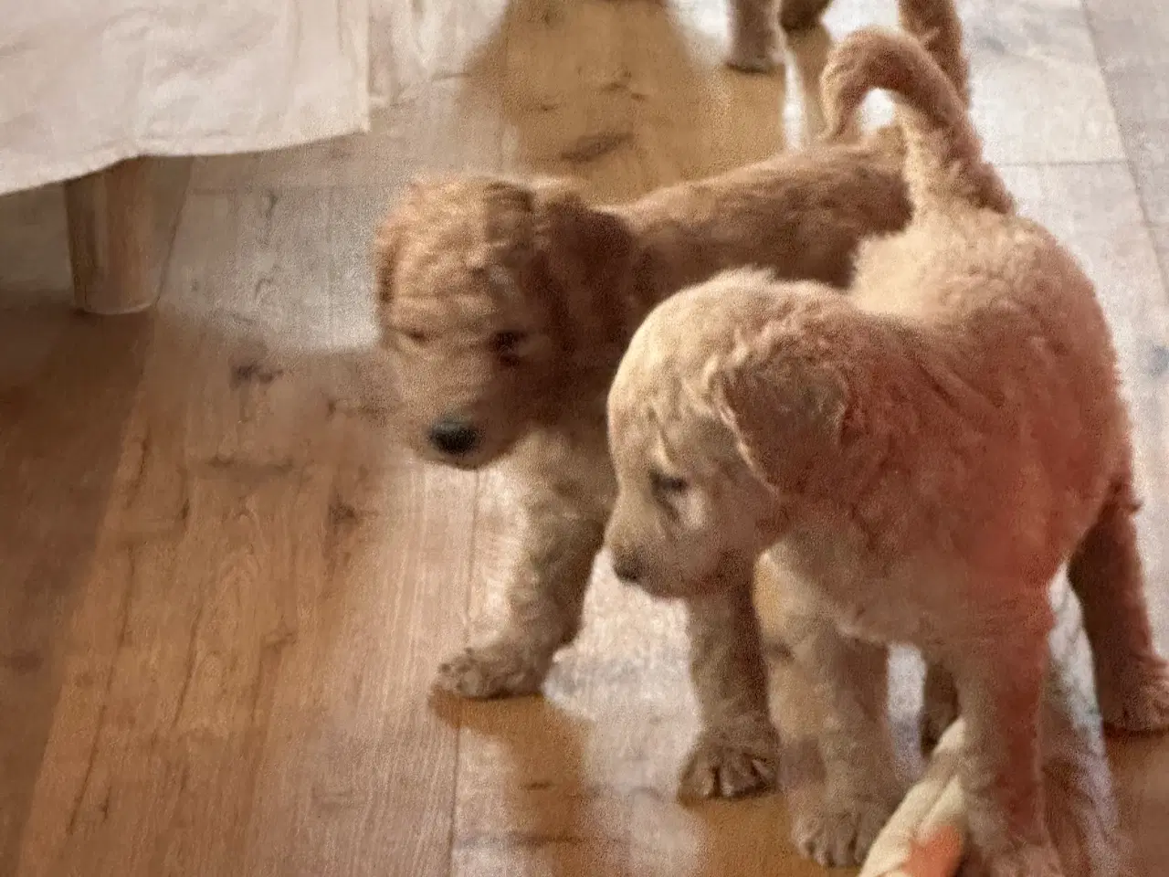 Billede 3 - Søde 🐶 hvalpe Golden og Labradoodle til salg