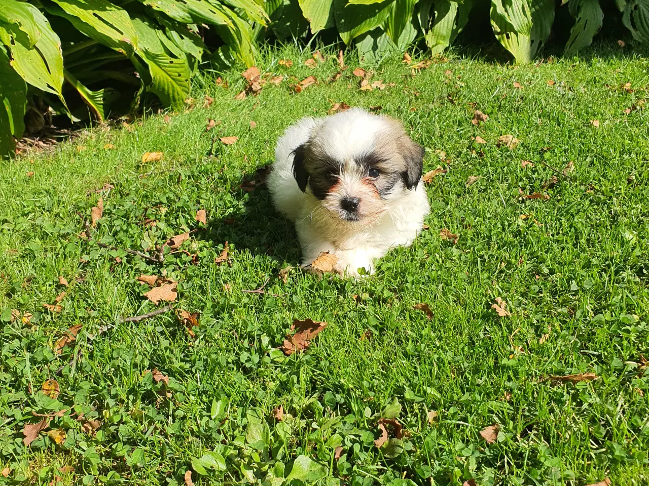 Billede 1 - Coton de tulear