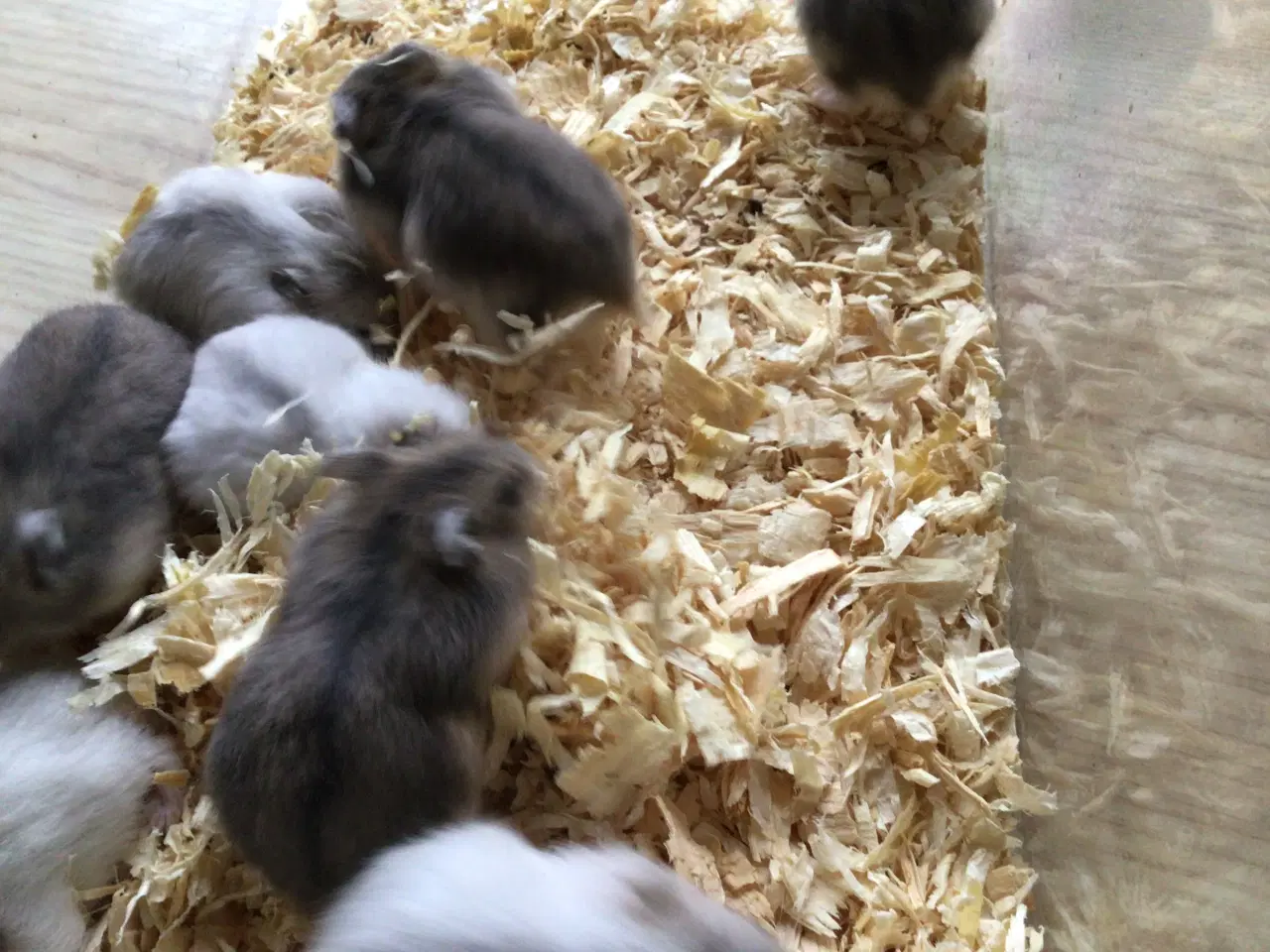 Billede 2 - Cambells hamster