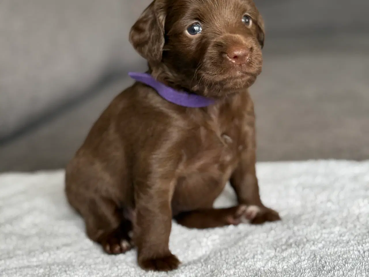 Billede 5 - 🐾 Smukke Cockapoo-hvalpe søger kærlige hjem 🏡
