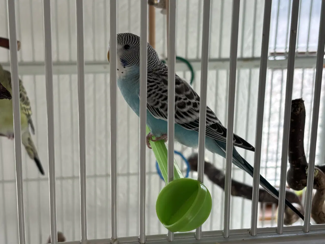 Billede 1 - Undulater købes 