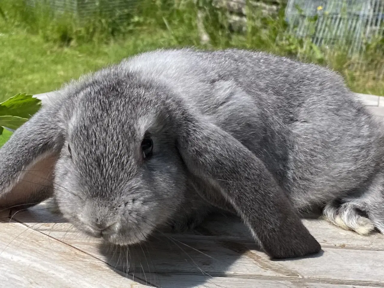 Billede 6 - FRANSK VÆDDER HUN CHINCHILLA
