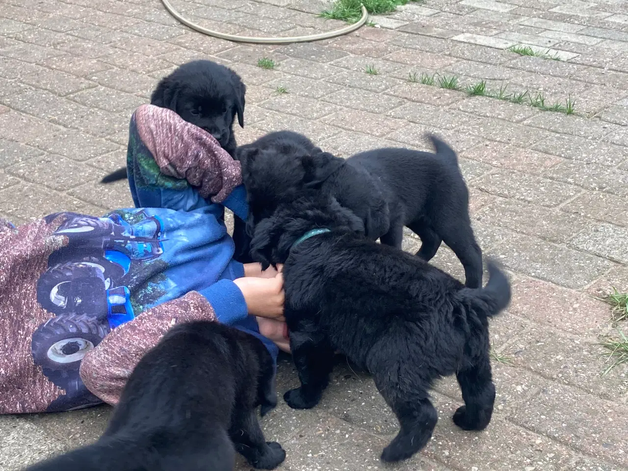 Billede 4 - Labrador hvalpe 