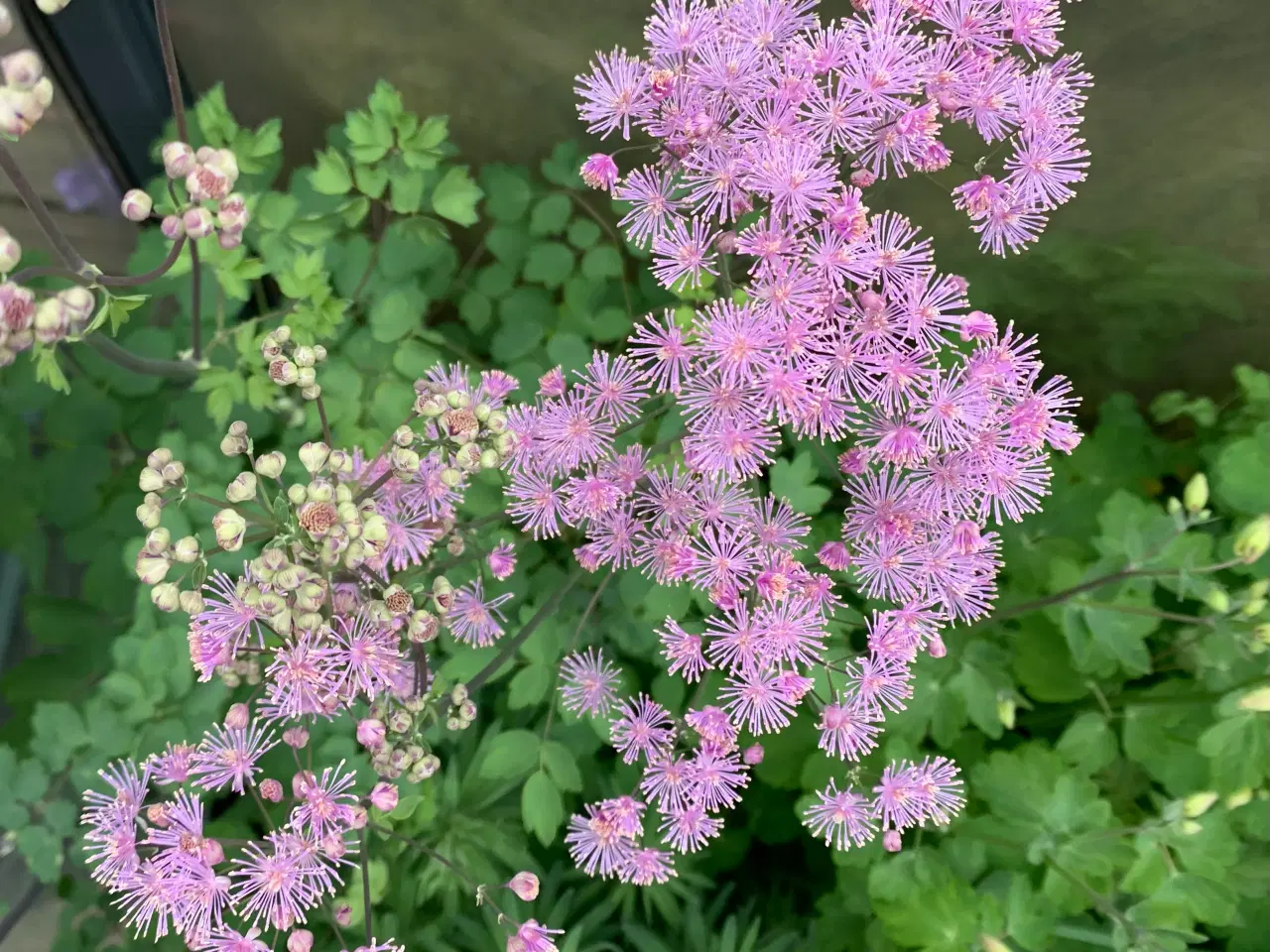 Billede 1 - Staude frø: Thalictrum aquilegifolium 