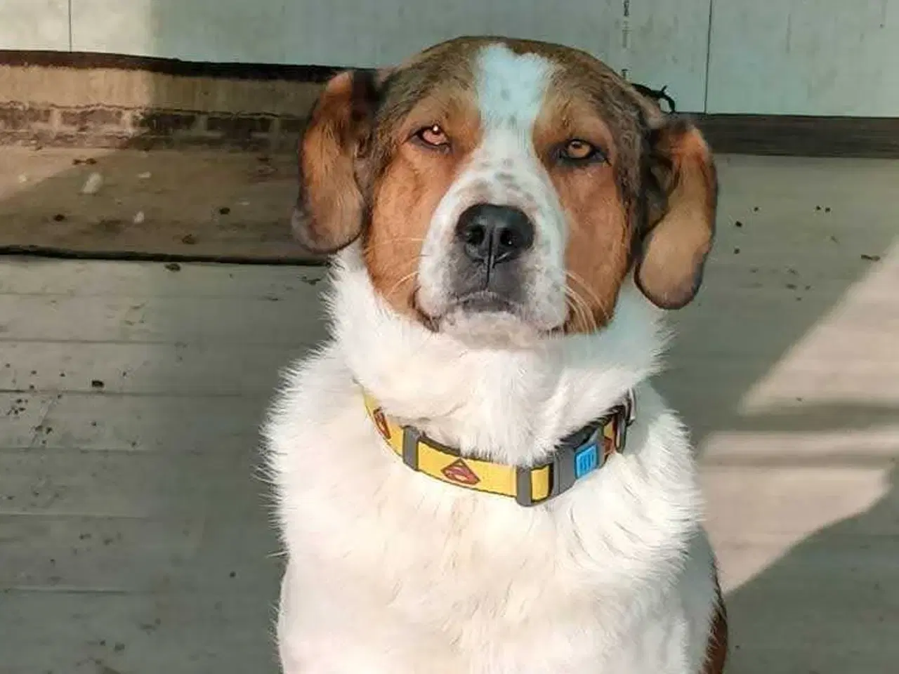 Billede 8 - Smukkeste Carlotta søger nye eventyr 🩷