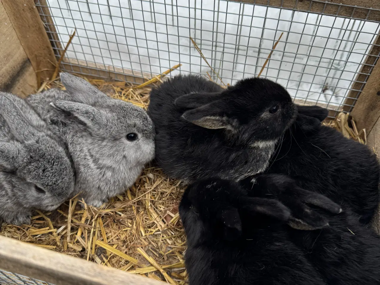 Billede 10 - Dværgvædder unger sælges 