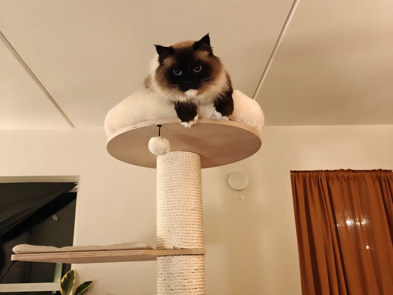 Billede 6 - Skøn Ragdoll 