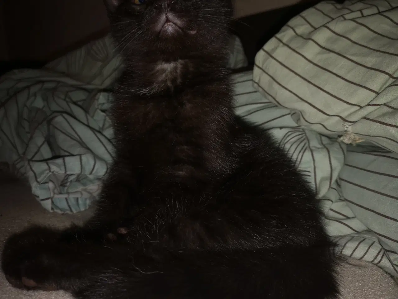 Billede 6 - Vi er klar d. 24-11-25