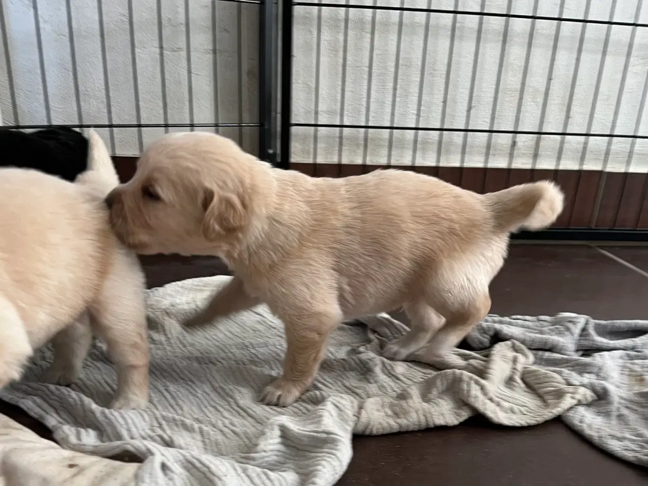 Billede 15 - Familie hunde søger nyt hjem