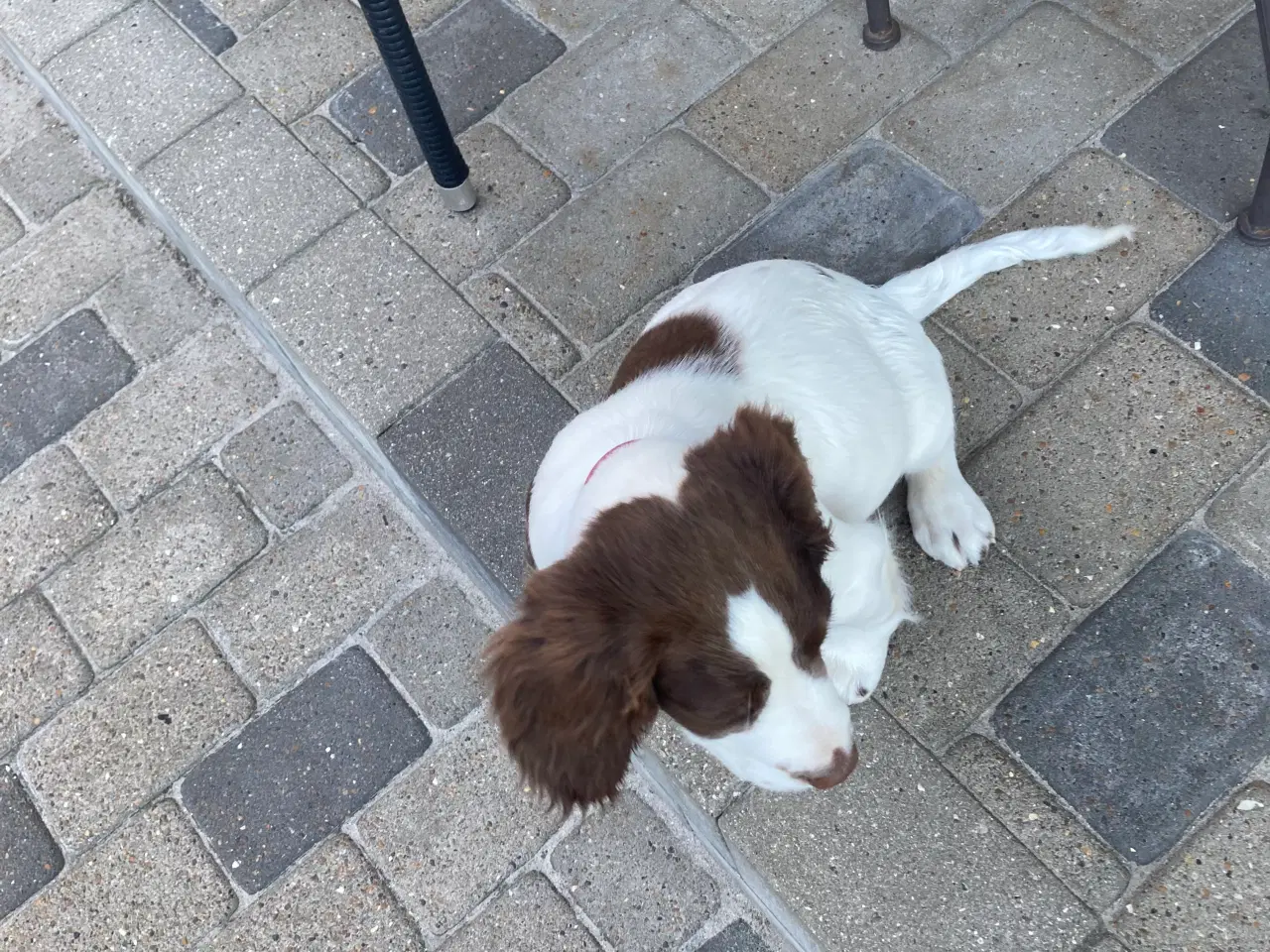 Billede 3 - Ft springer spaniel 