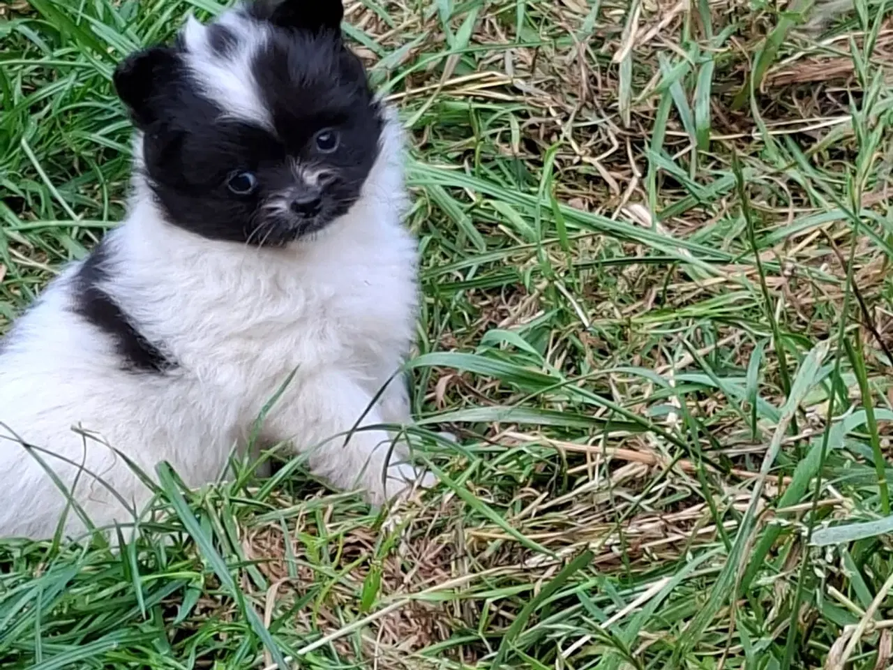 Billede 2 - Chihuahua og pomeranian hvalpe