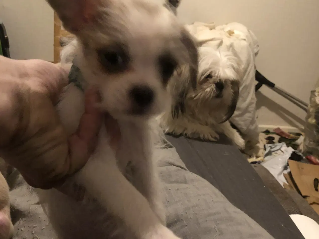 Billede 12 - 2 Shih Tzu/ Chihuahua blanding piger