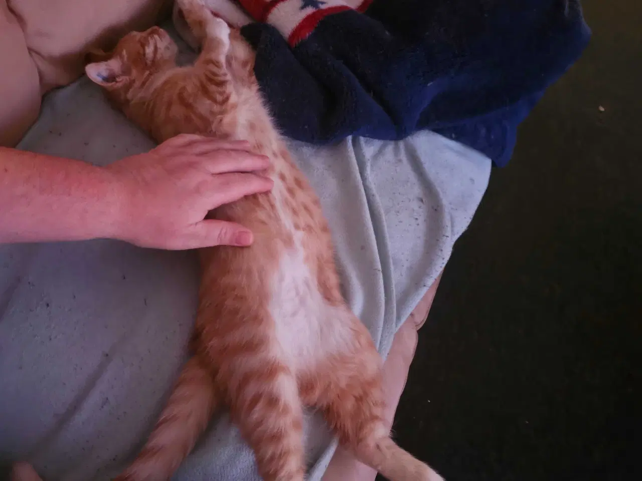 Billede 5 - Rød hun kat