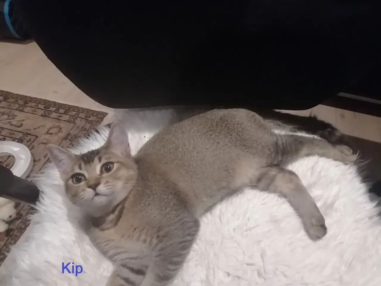 Billede 7 - Killinger Russian Blue/British shorthair