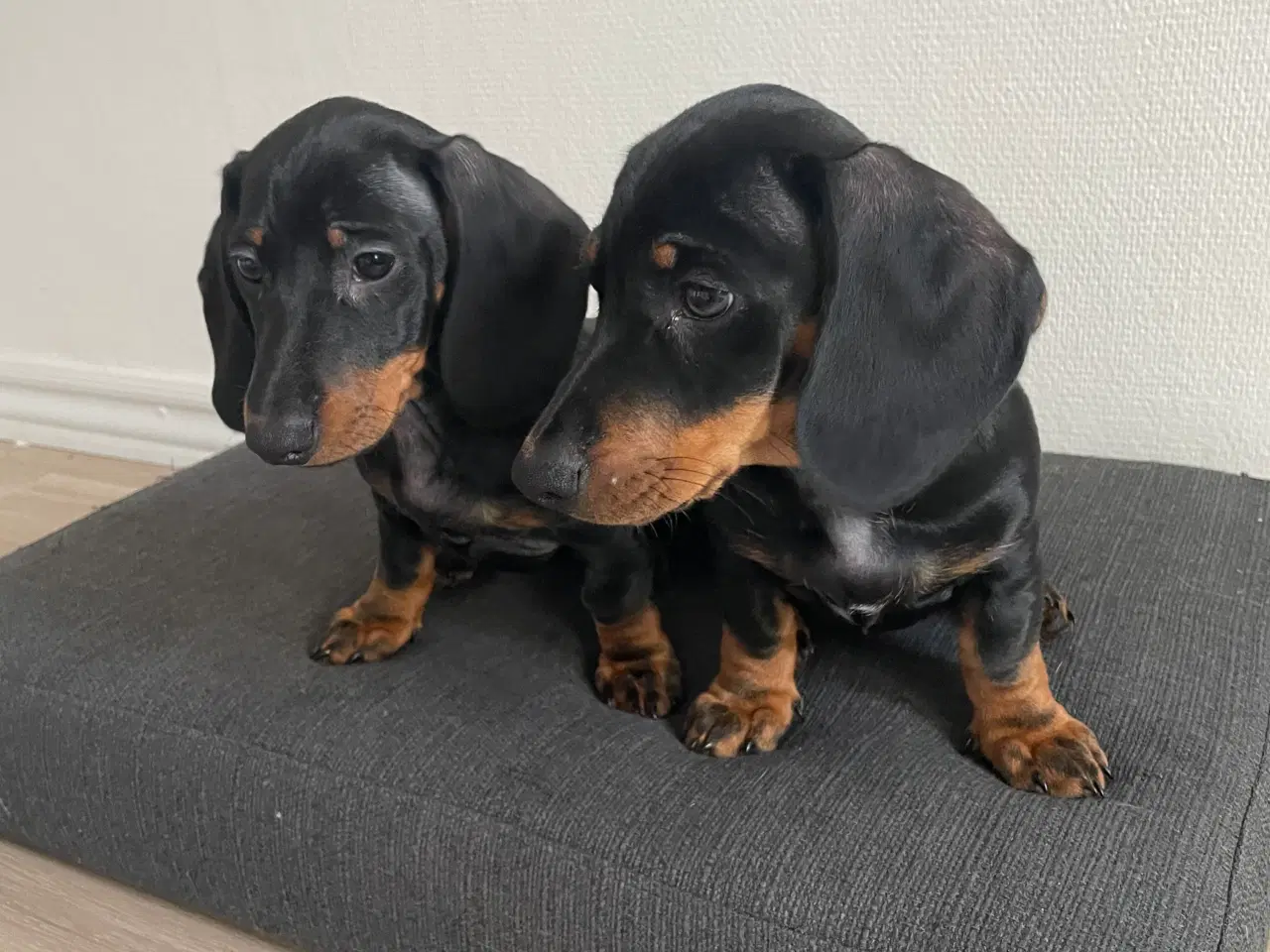 Billede 3 - Gravhund/ Dachshund Hvælpe