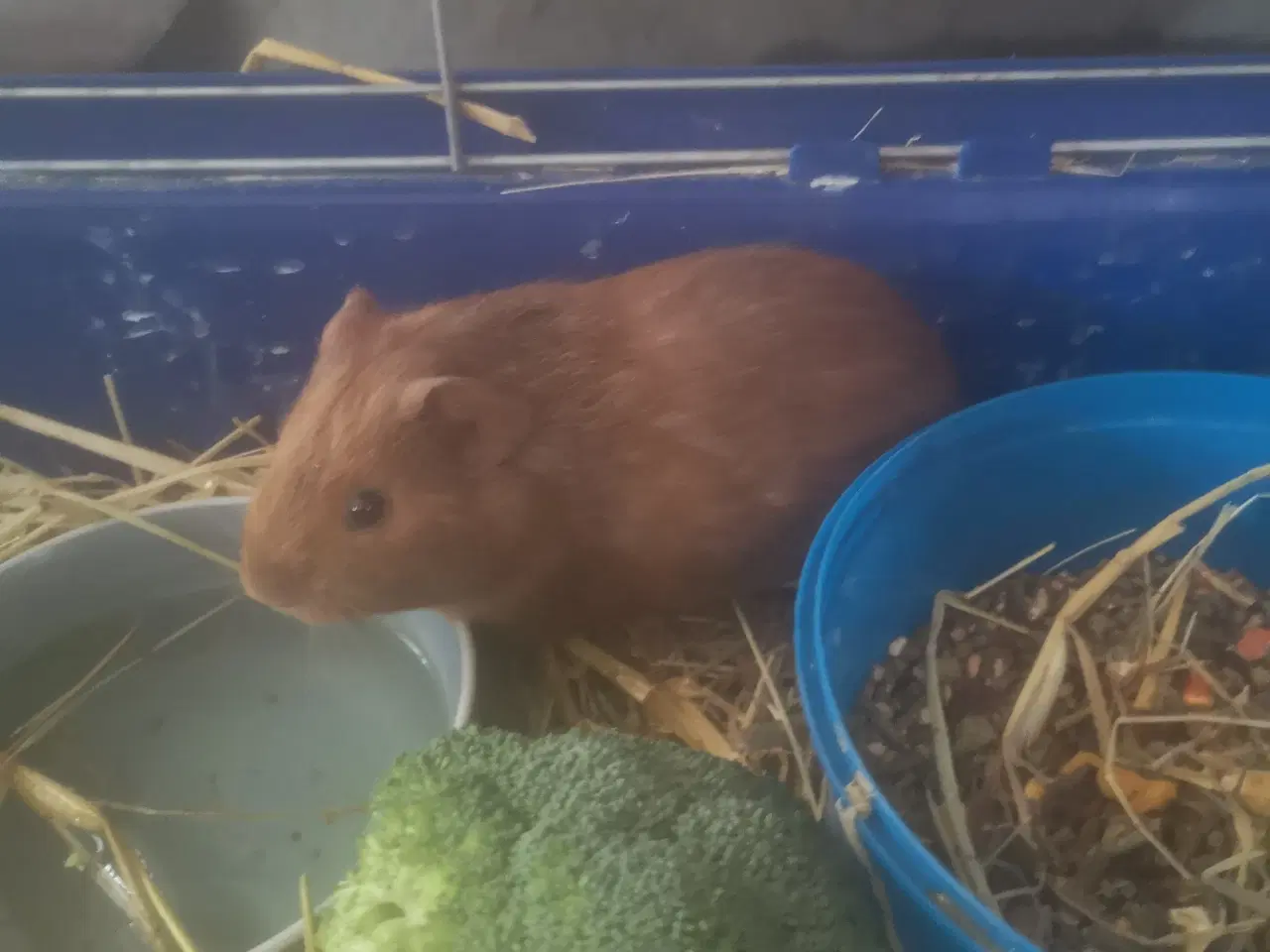 Billede 3 - Marsvin unger fra 2025