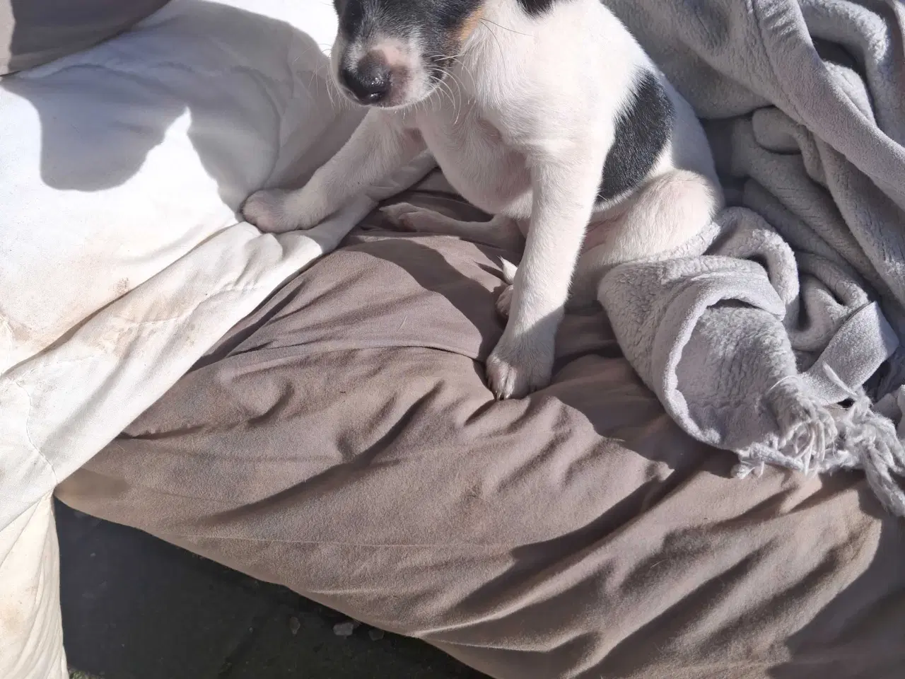 Billede 1 - Dansksvenskgårdhund hvalp