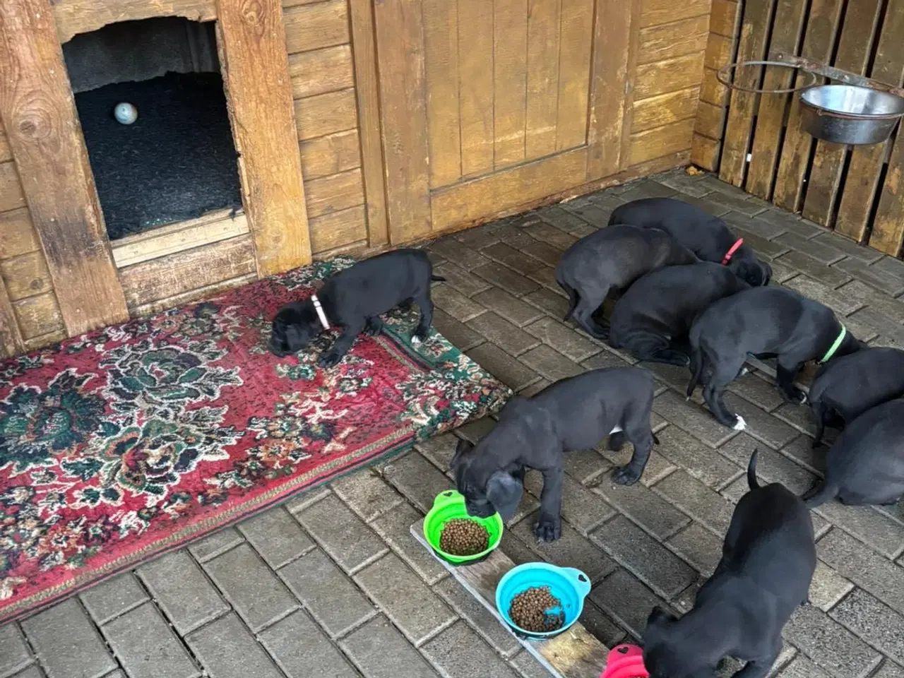 Billede 1 - Små grand danois hundehvalp 