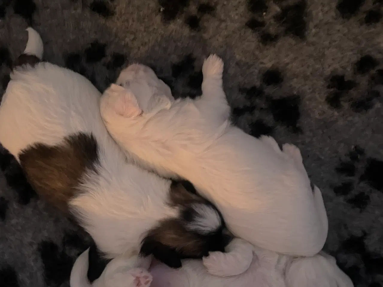 Billede 4 - Coton de Tulear hvalpe