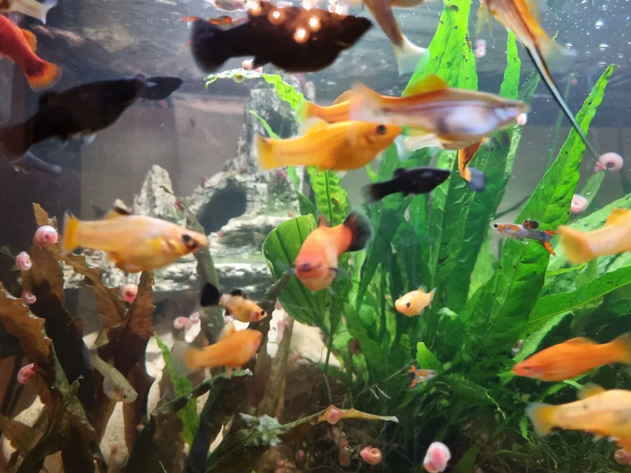 Billede 2 - Molly og guppy