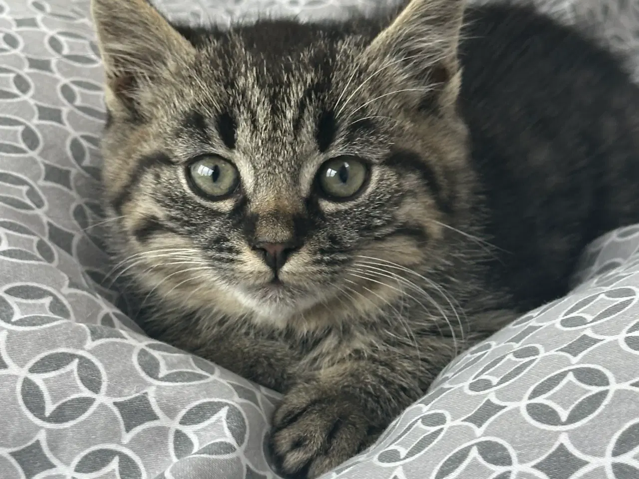 Billede 5 - Søde killinger sælges