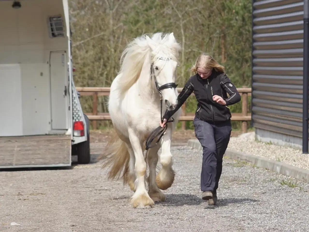 Billede 11 - Irish cob hoppe palomino