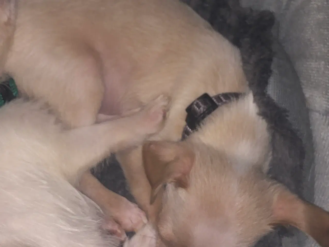 Billede 3 - 75% Chihuahua blanding dreng