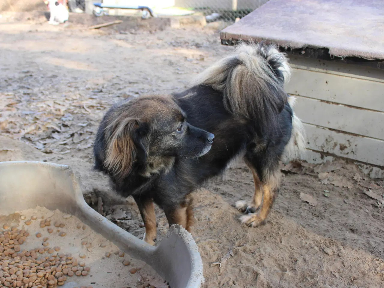 Billede 3 - Livsglade Joy 🩷