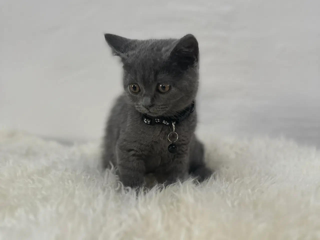 Billede 5 - ✨✨Salgsklare Blue British Shorthair killinger✨