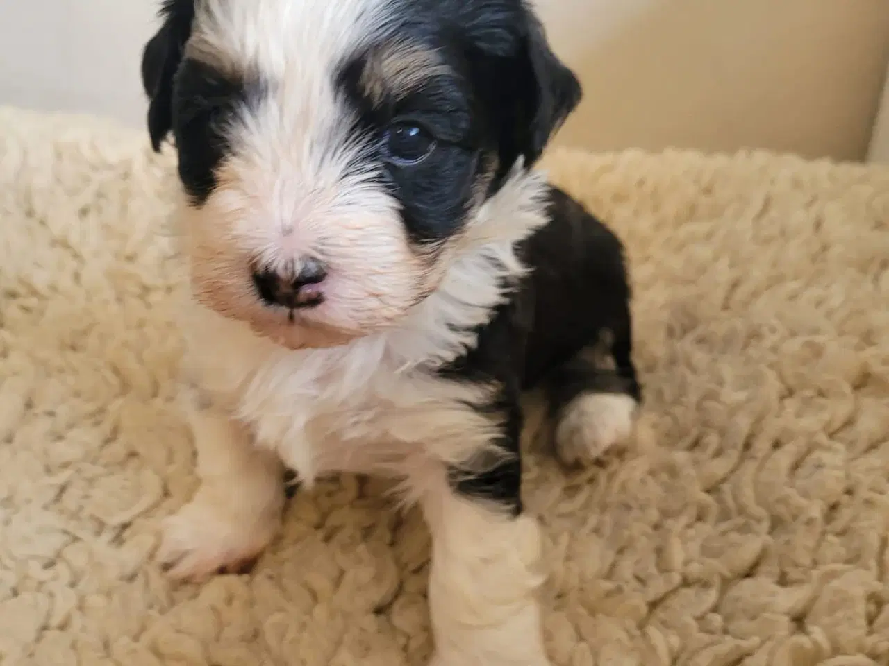 Billede 3 - Bichon havanais hundehvalpe 