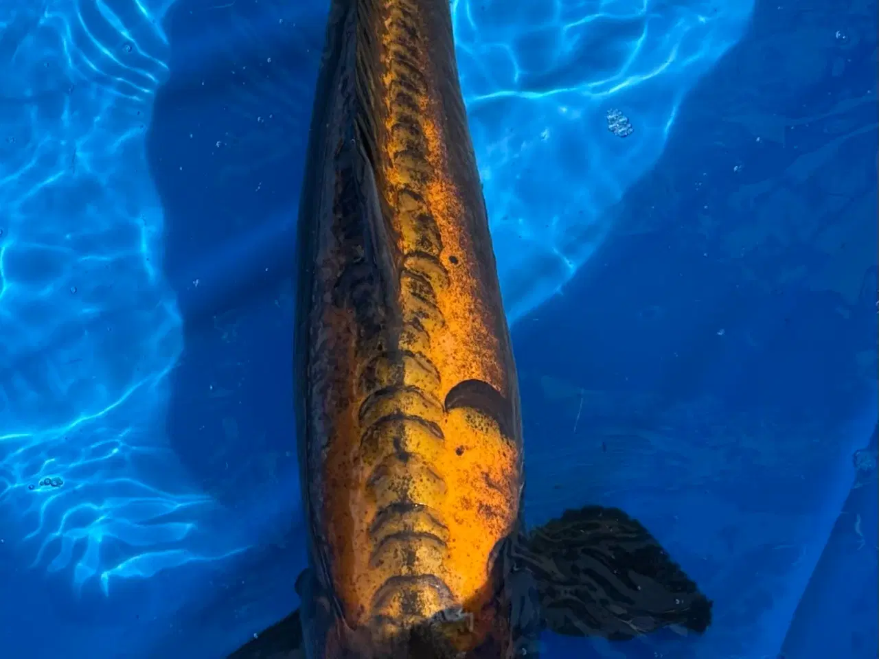 Billede 5 - Koi karper fra 30-55cm 