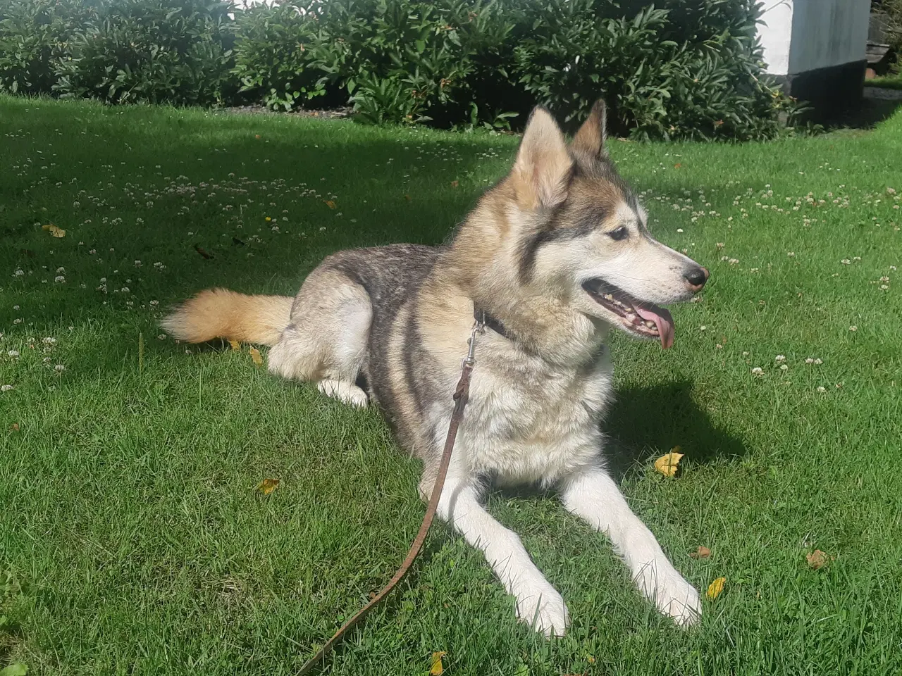 Billede 5 - Husky hvalpe sælges.