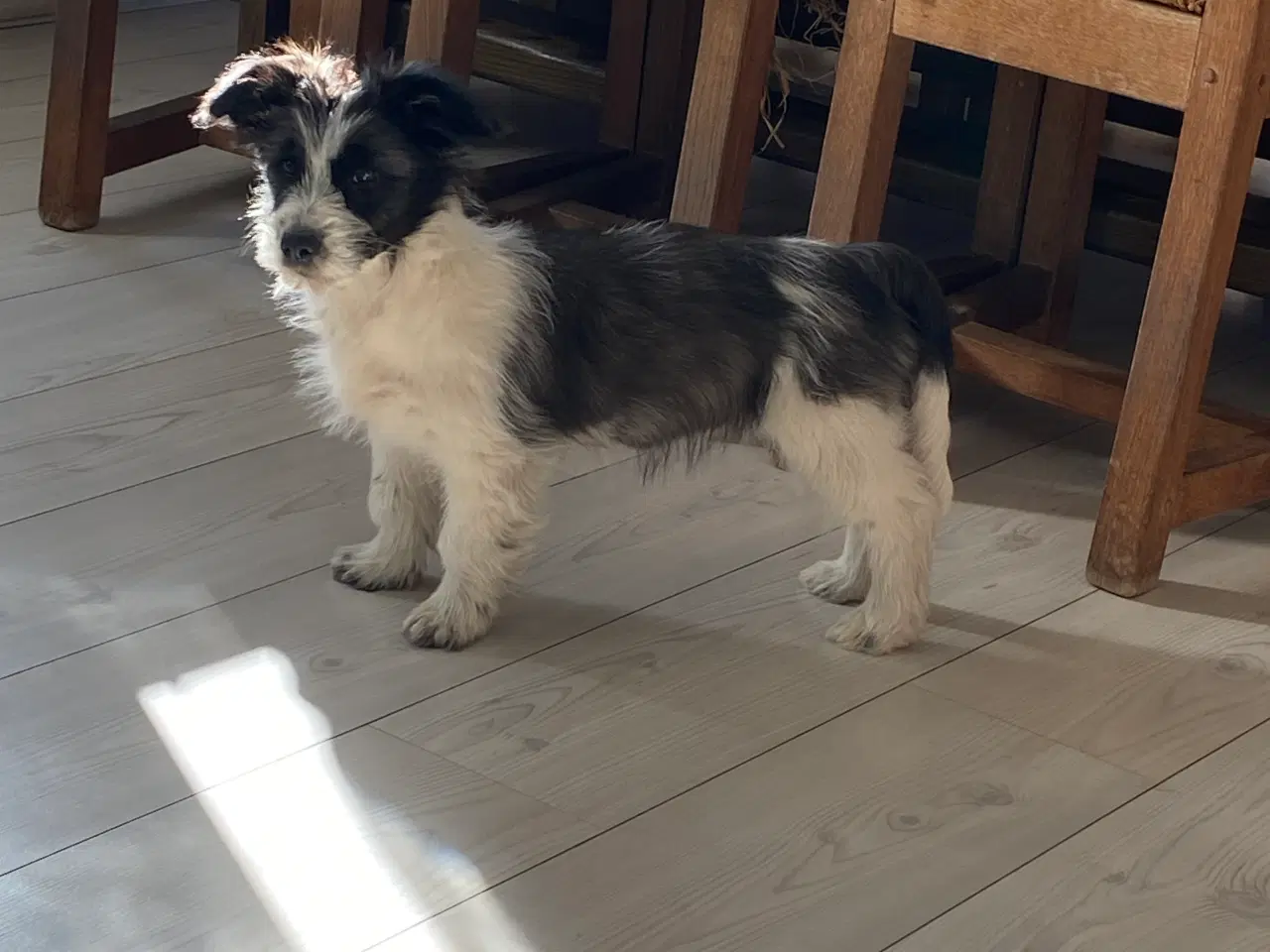 Billede 12 - Border collie / Coton de Tulear Så er vi Klar