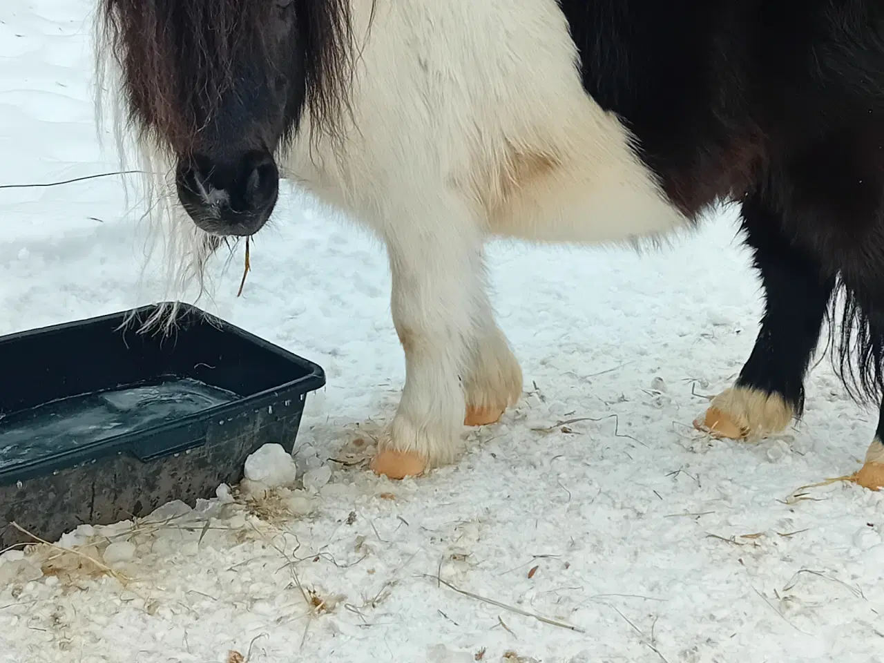 Billede 1 - Shetlænder vallak 10 år
