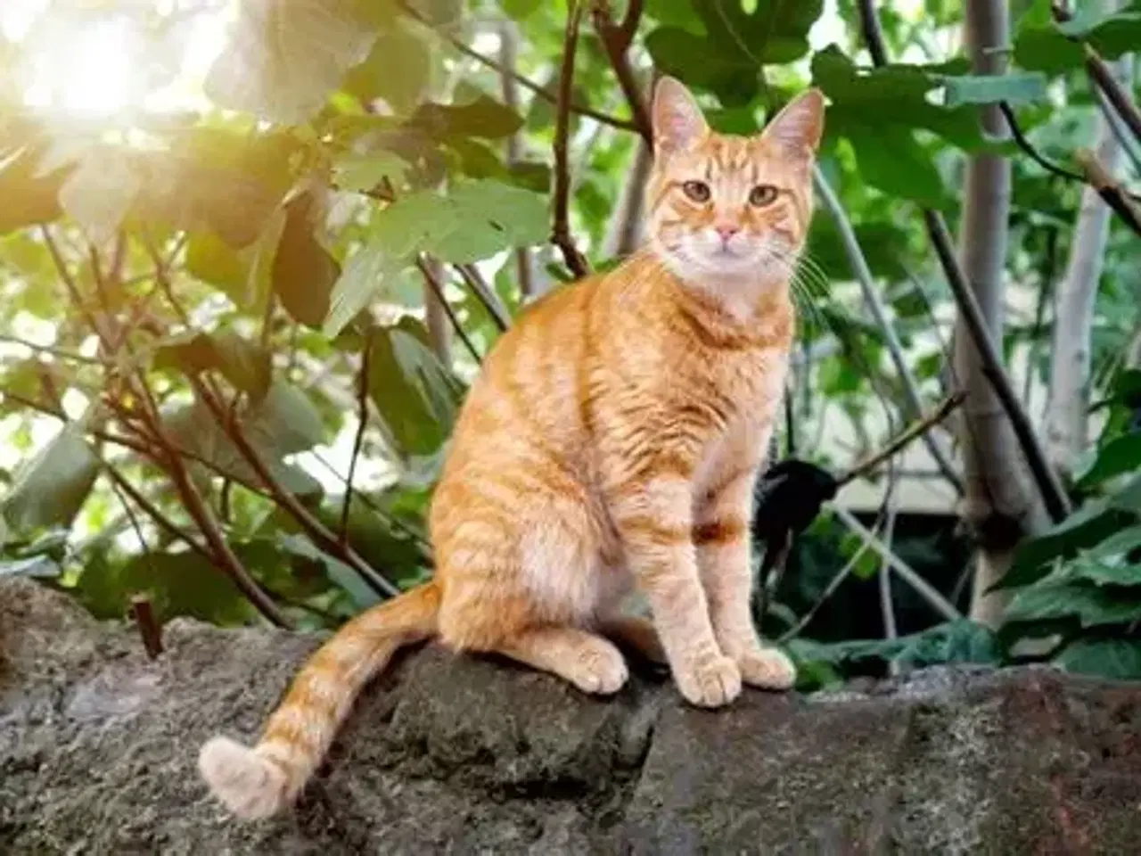 Billede 1 - Retro fra 2070