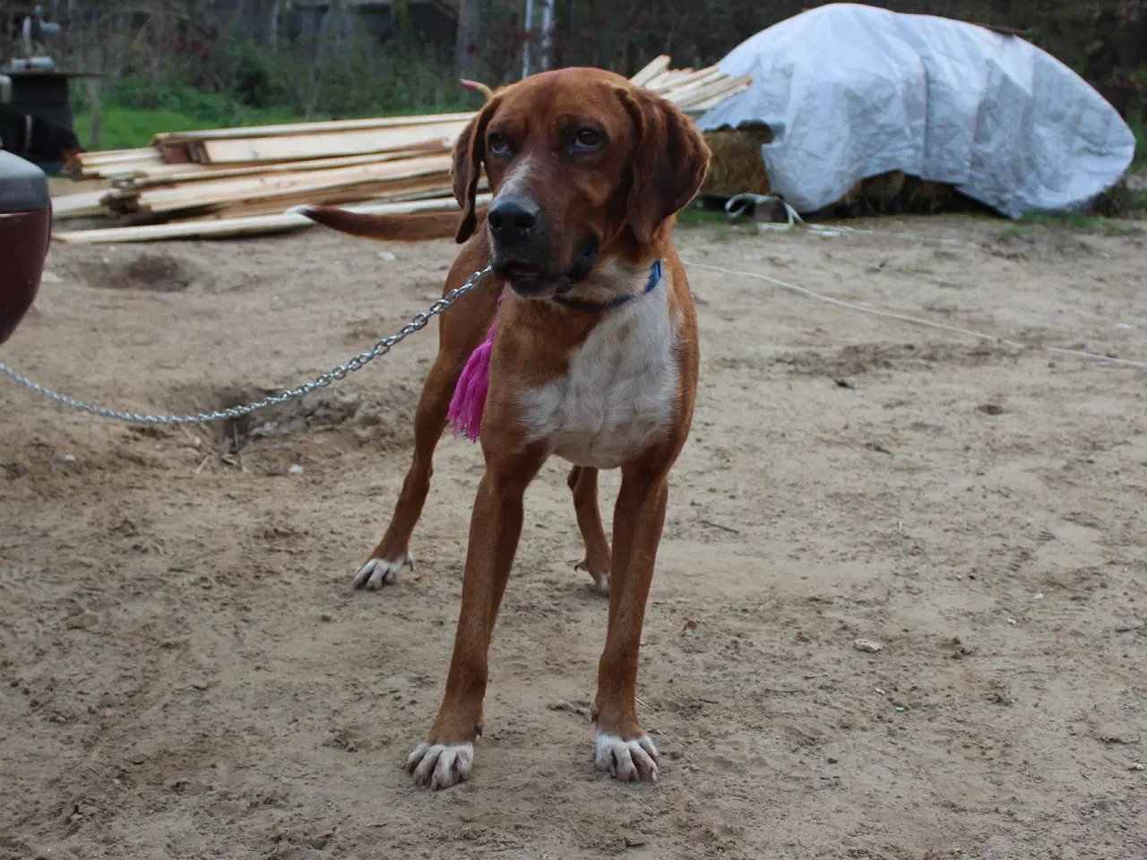 Billede 13 - Skønne Wapi leder efter sin 4-ever familie 🏡🥰