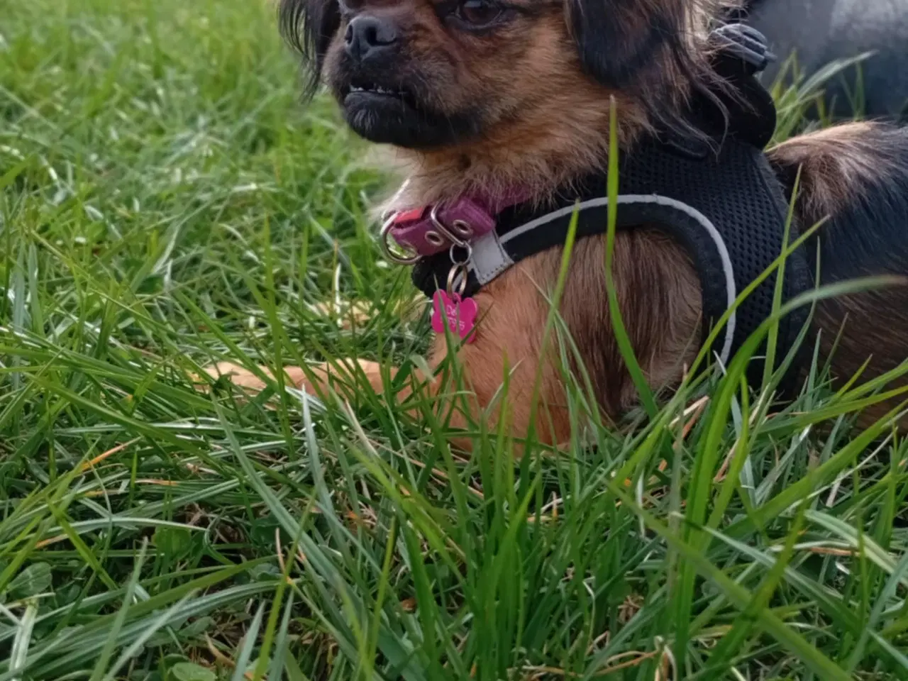 Billede 4 - chihuahua pekingeser Blanding 