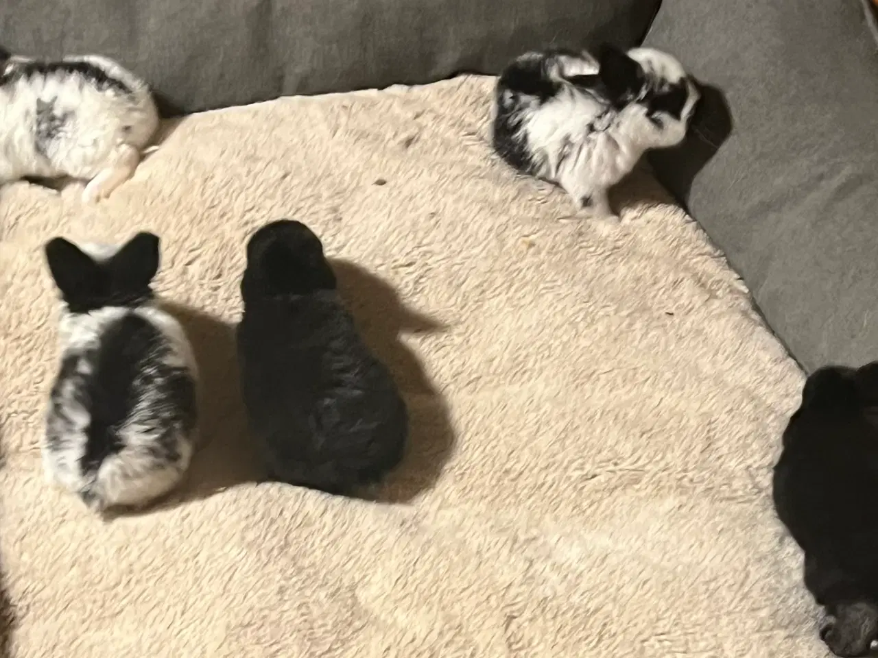 Billede 5 - Flotte Kaninunger 