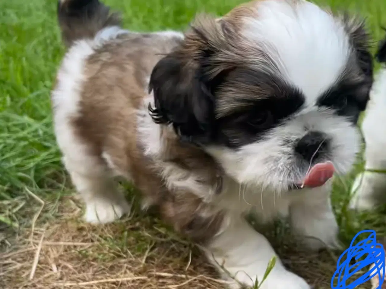 Billede 7 - 4 små Shih Tzu hvalpe mangler nye hjem🐶