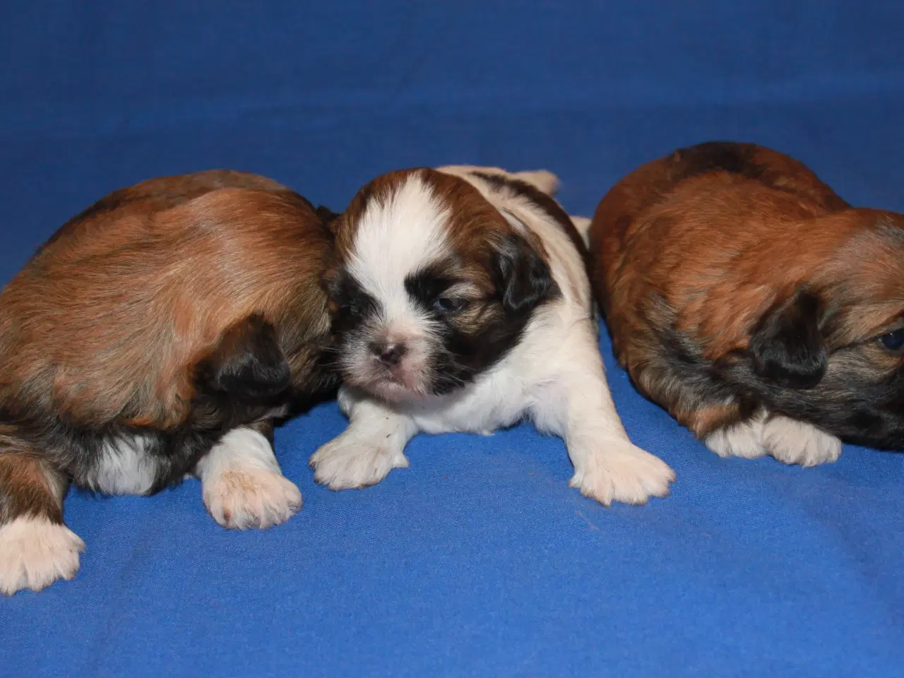 Billede 6 - Lhasa Apso hvalpe