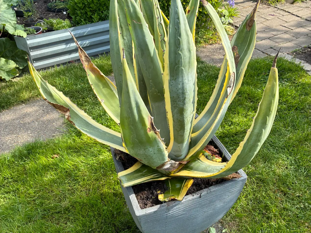 Billede 1 - Agave Americana og Mamut blad