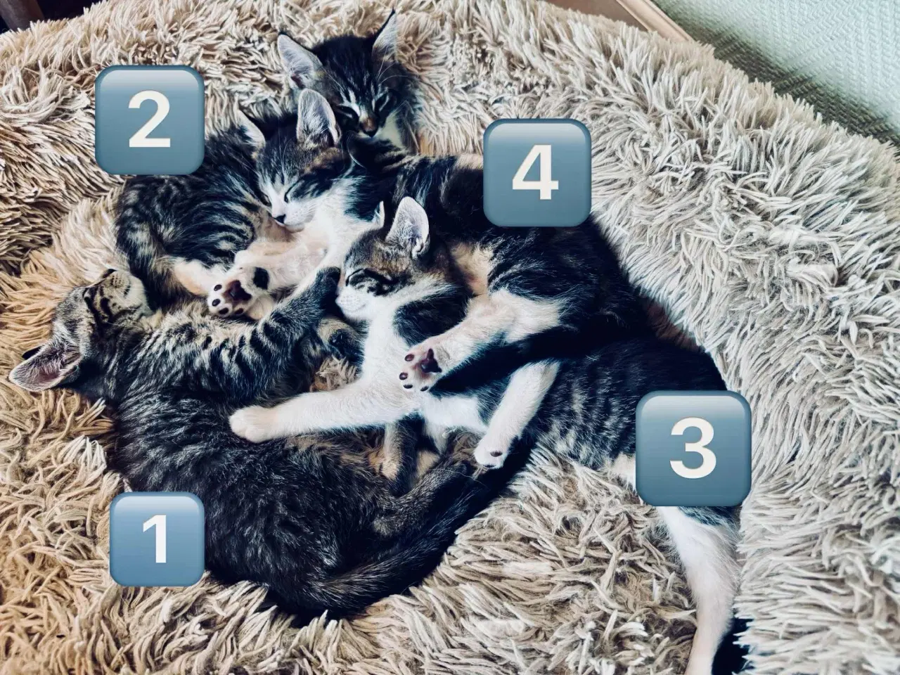 Billede 2 - Maine coon  