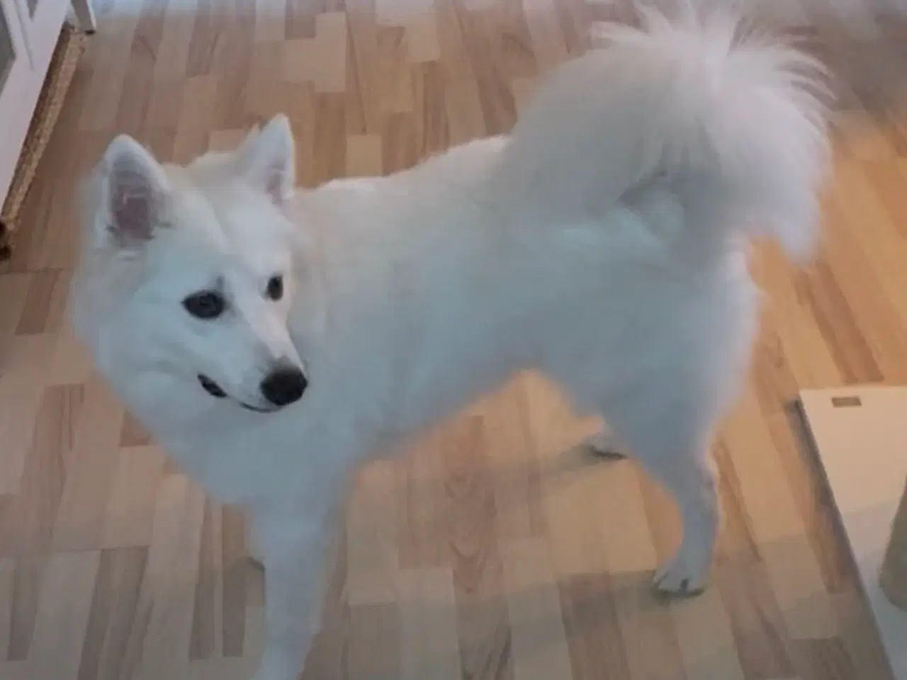 Billede 3 - Samojede spids 