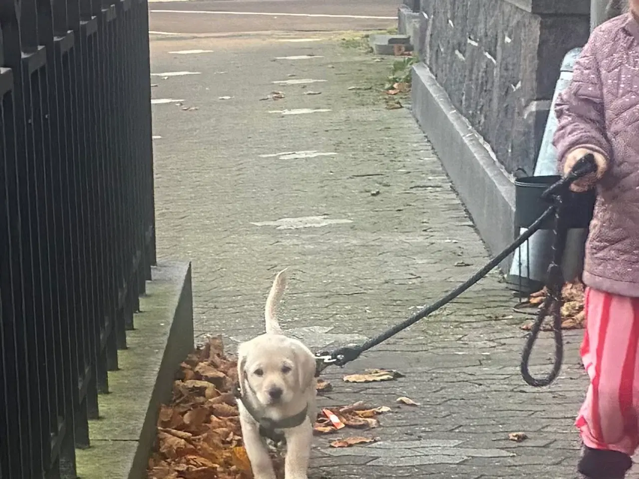 Billede 6 - Labradoodle