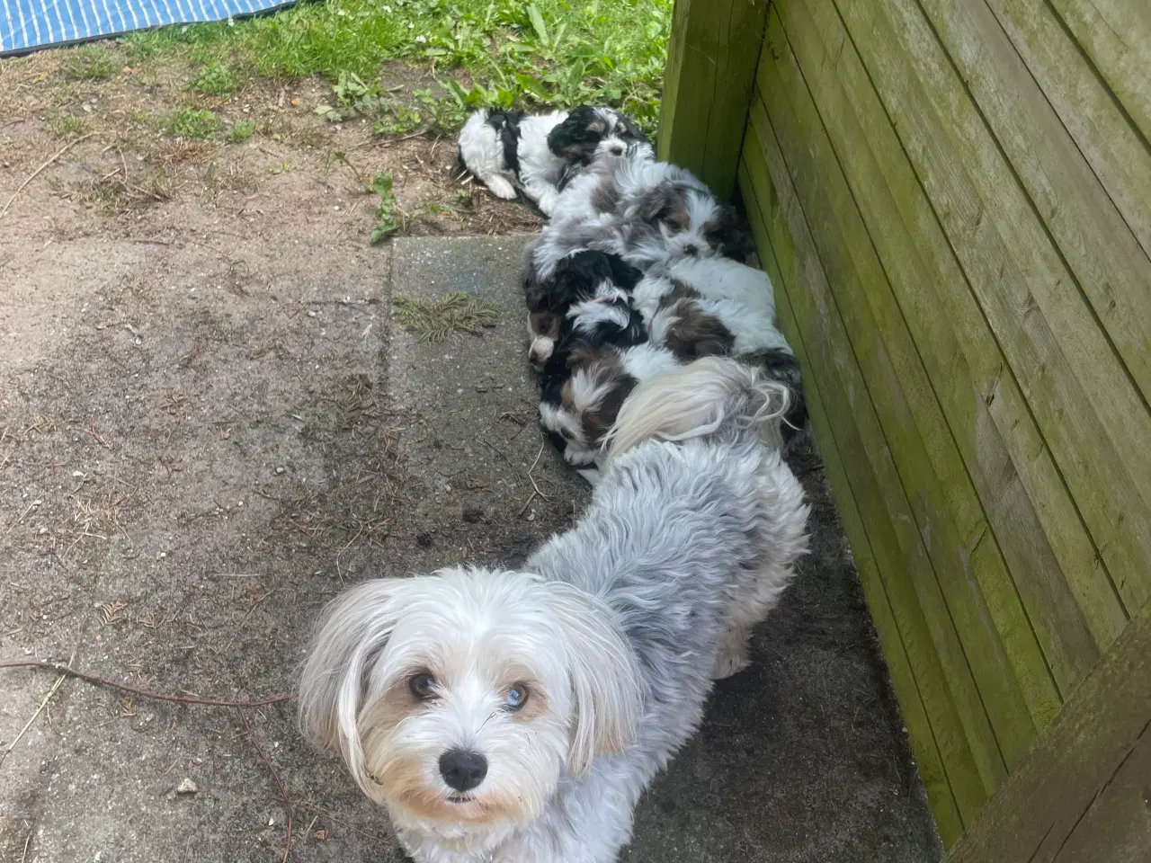 Billede 6 - Smukke dejlige Biewer terrier 