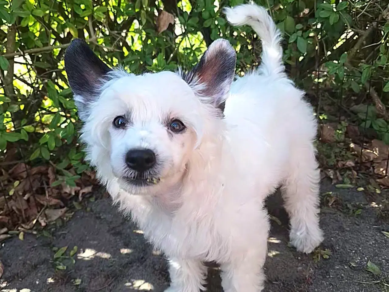 Billede 3 - Chinese Crested powder puff med DKK stambog